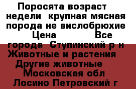 Поросята возраст 4 недели, крупная мясная порода(не вислобрюхие ) › Цена ­ 4 000 - Все города, Ступинский р-н Животные и растения » Другие животные   . Московская обл.,Лосино-Петровский г.